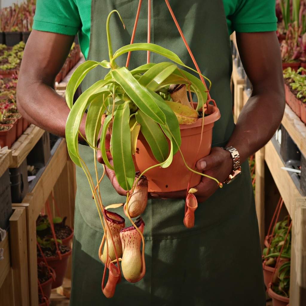 Tropical Pitcher, Nepenthes 'Wendy' -  Older plant in 21cm plastic hanging basket - Carnivorous Plant