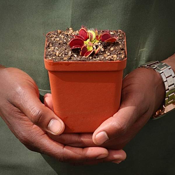 Venus Fly Trap, 'Shup Destruction.' Special Import. - 2 year old plant. 7.5cm plastic container. - Carnivorous Plant