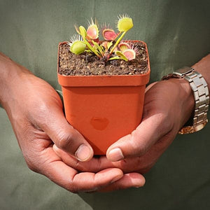 Venus Fly Trap, 'Crossed Teeth.' Special Import. -  2 year old plant. 7.5cm plastic container. - Carnivorous Plant