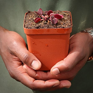 Venus Fly Trap, 'Red Periscope.' Special Import. -  2 year old plant. 7.5cm plastic container. - Carnivorous Plant