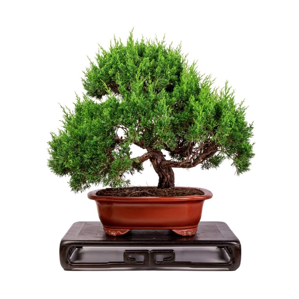 Imported Shimpaku 'Itoigawa' juniper by Japan
