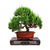 Imported Shimpaku 'Itoigawa' juniper -   - Trees