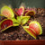 Venus Fly Trap, 'B52 Canada.' Special Import. -   - Carnivorous Plant