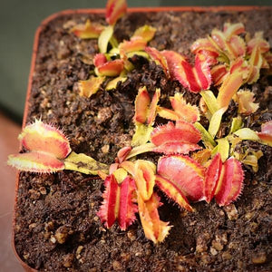 Venus Fly Trap, 'Space.' Special Import. -   - Carnivorous Plant