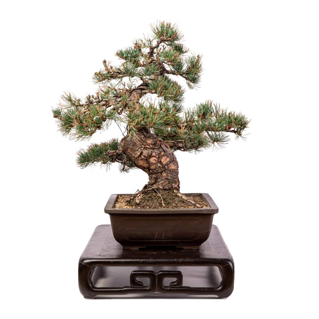 Imported Japanese White Pine -   - Trees