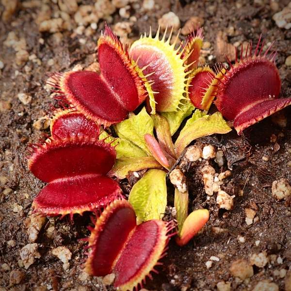 Venus Fly Trap, 'Shup Destruction.' Special Import. - - Carnivorous Plant