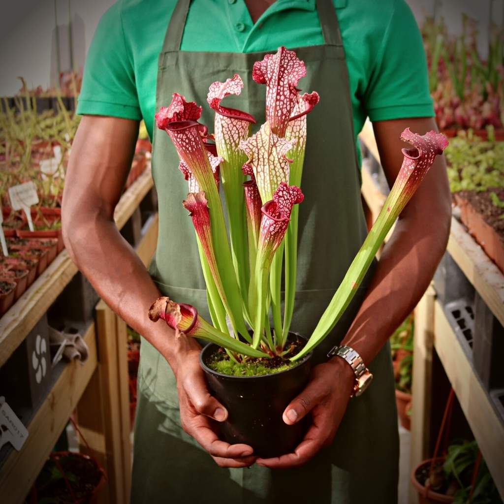 Trumpet Pitcher, Sarracenia &#39;Bella&#39; -  Older plant in 12cm plastic container - Carnivorous Plant