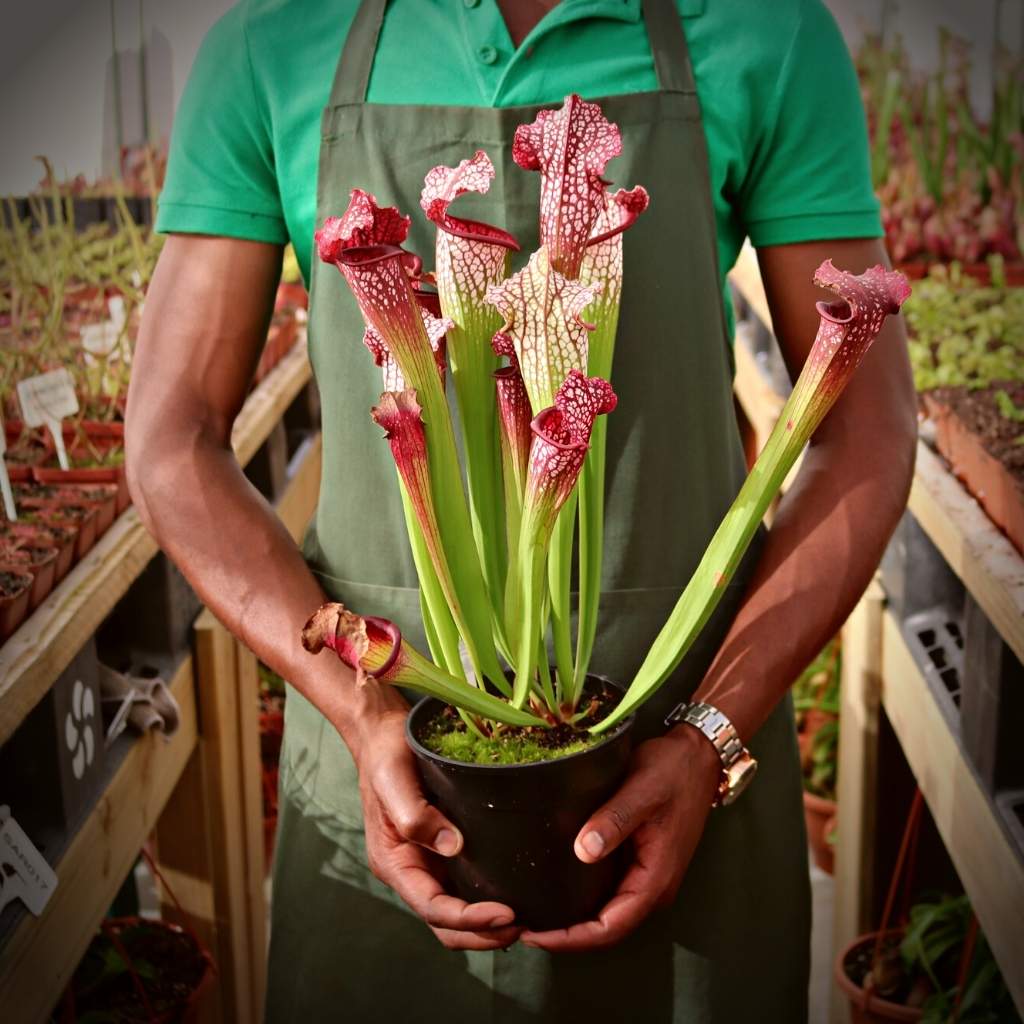 Trumpet Pitcher, Sarracenia 'Bella' -  Older plant in 12cm plastic container - Carnivorous Plant