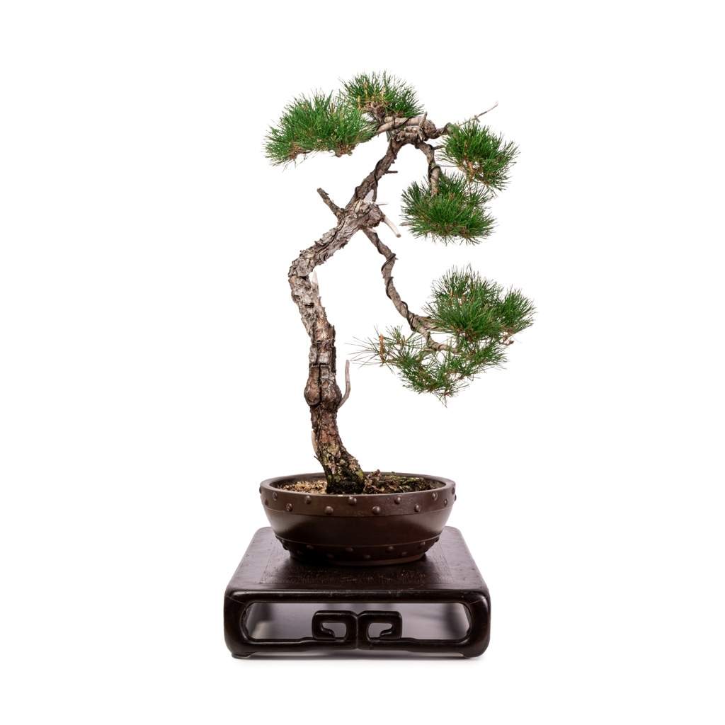 Imported Japanese Red Pine by Bonsai Tree