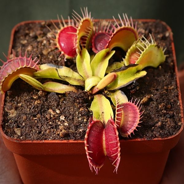 Venus Fly Trap, 'Harlequin.' Special Import. -   - Carnivorous Plant