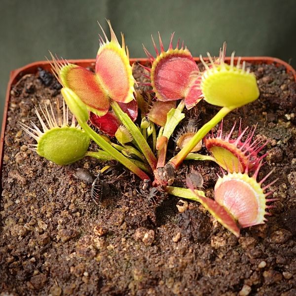 Venus Fly Trap, 'Crossed Teeth.' Special Import. -   - Carnivorous Plant