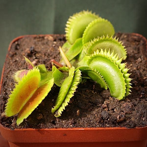 Venus Fly Trap, 'UK Sawtooth.' Special Import. -   - Carnivorous Plant