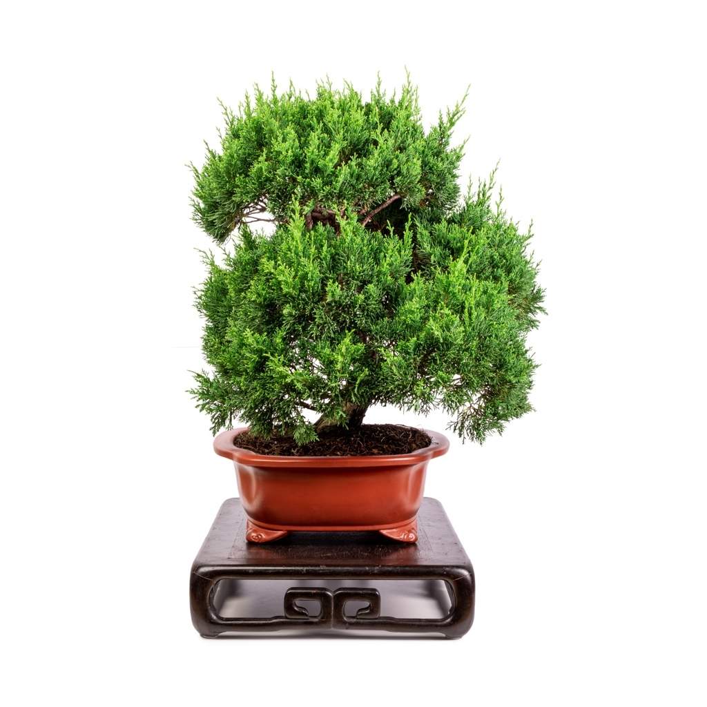 Imported Shimpaku 'Itoigawa' juniper by Japan