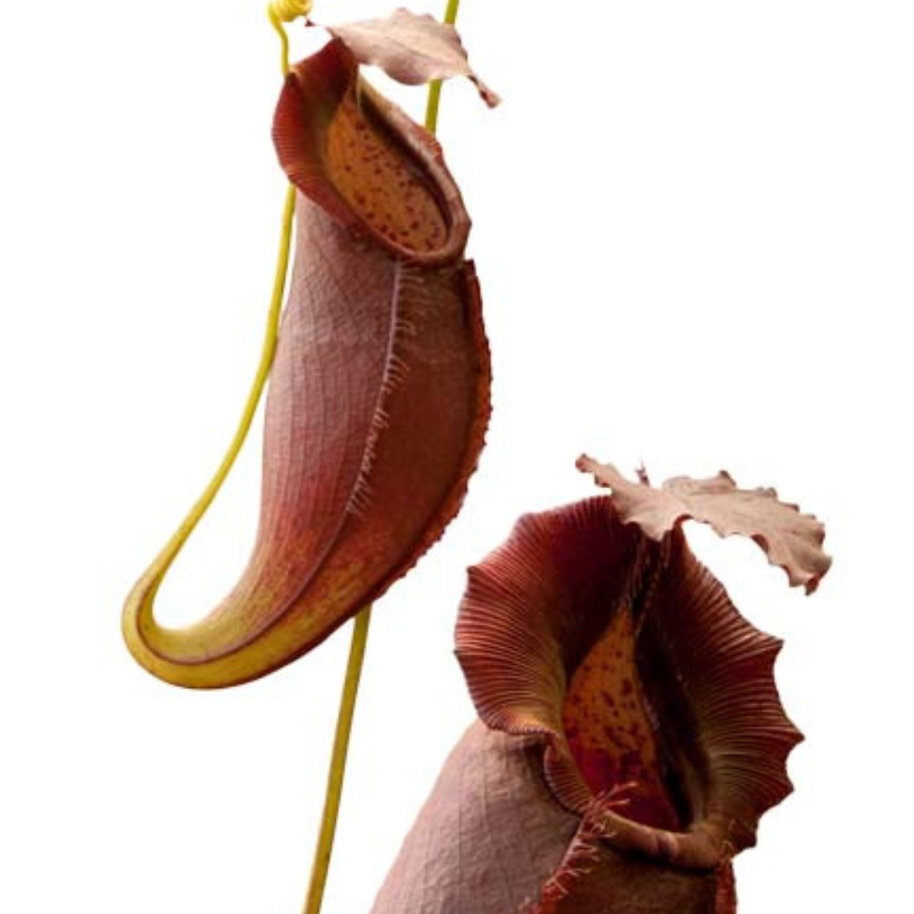 Tropical Pitcher, Nepenthes 'spathulata x gymnamphora,' BE-3422 by Nepenthes