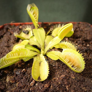 Venus Fly Trap, 'Triton.' Special Import. -   - Carnivorous Plant
