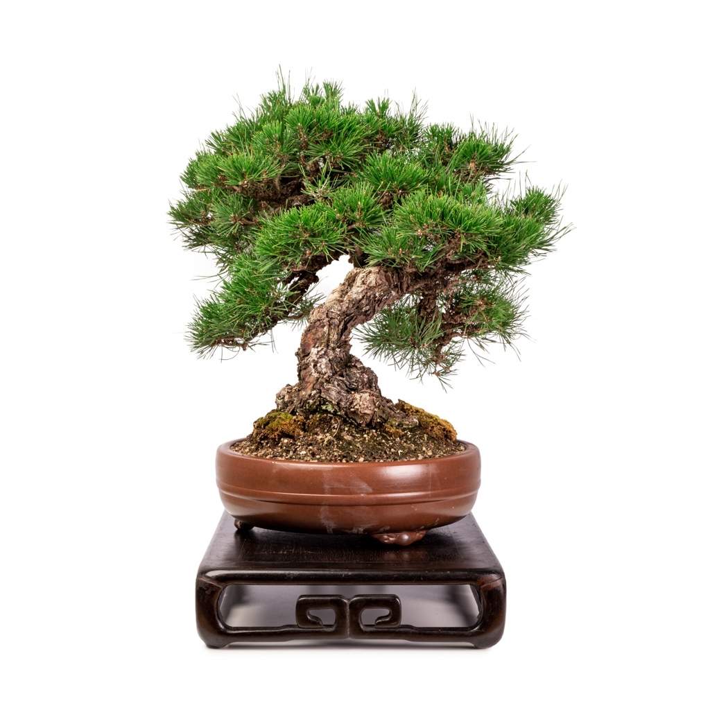 Imported Japanese Black Pine by Japan