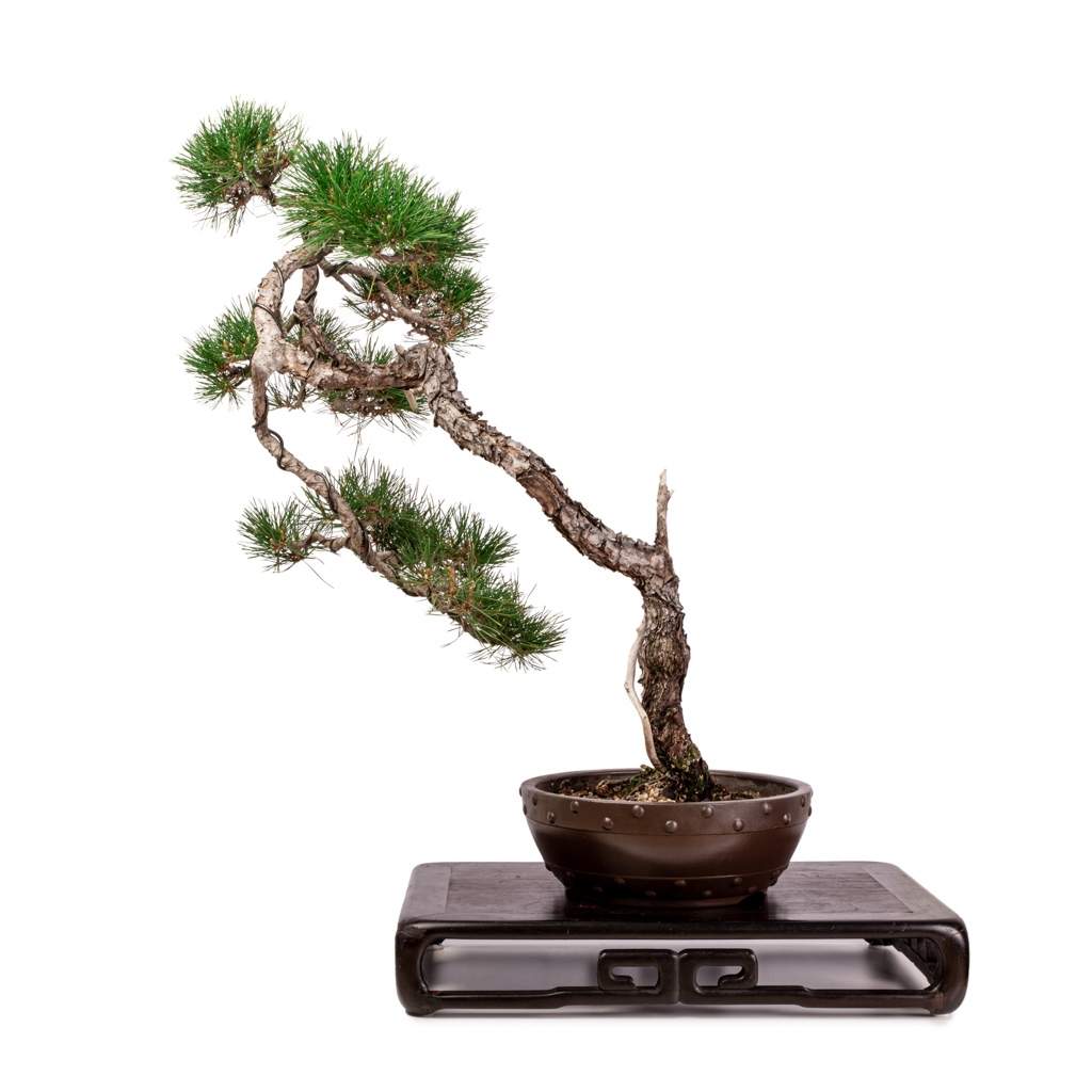 Imported Japanese Red Pine by Bonsai Tree