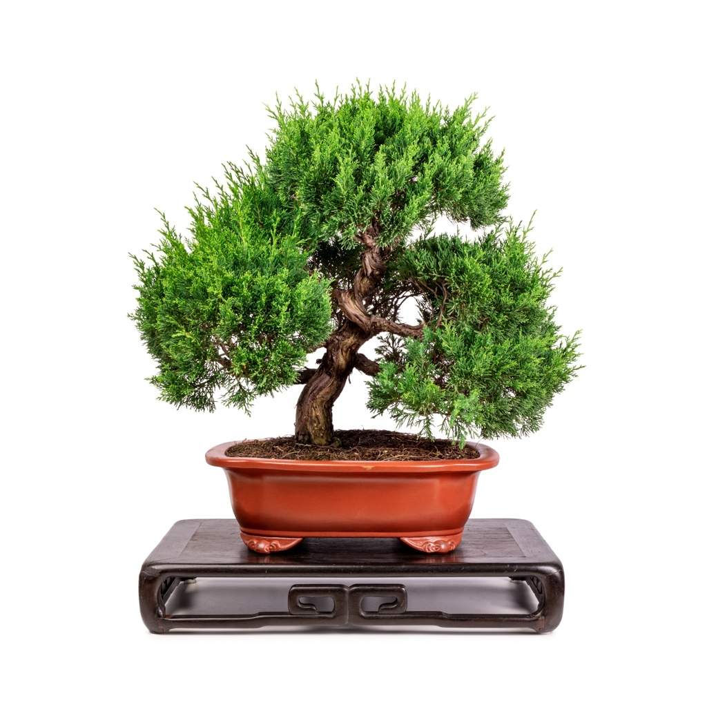 Imported Shimpaku 'Itoigawa' juniper by Japan