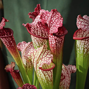 Trumpet Pitcher, Sarracenia 'Bella' -   - Carnivorous Plant