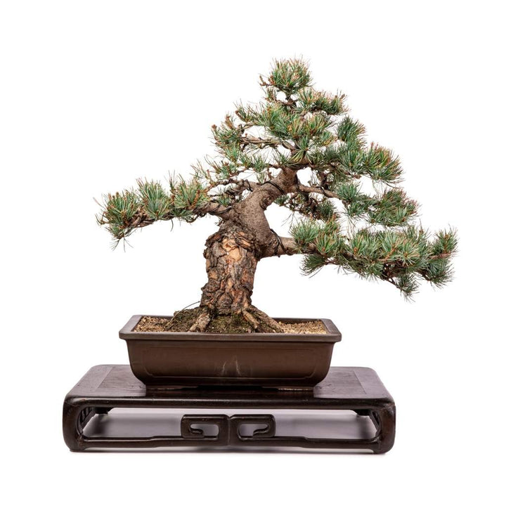 Imported Japanese White Pine by Japan