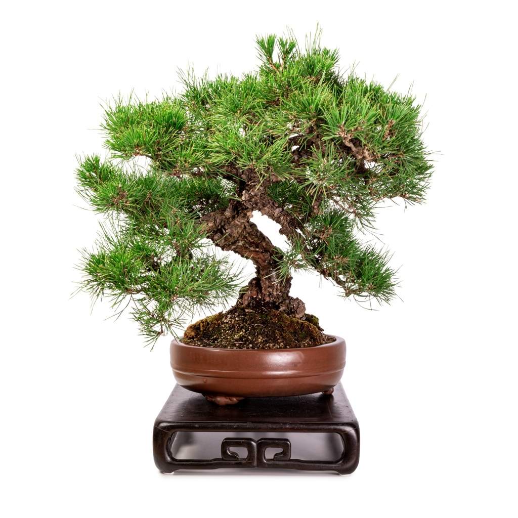 Imported Japanese Black Pine by Japan