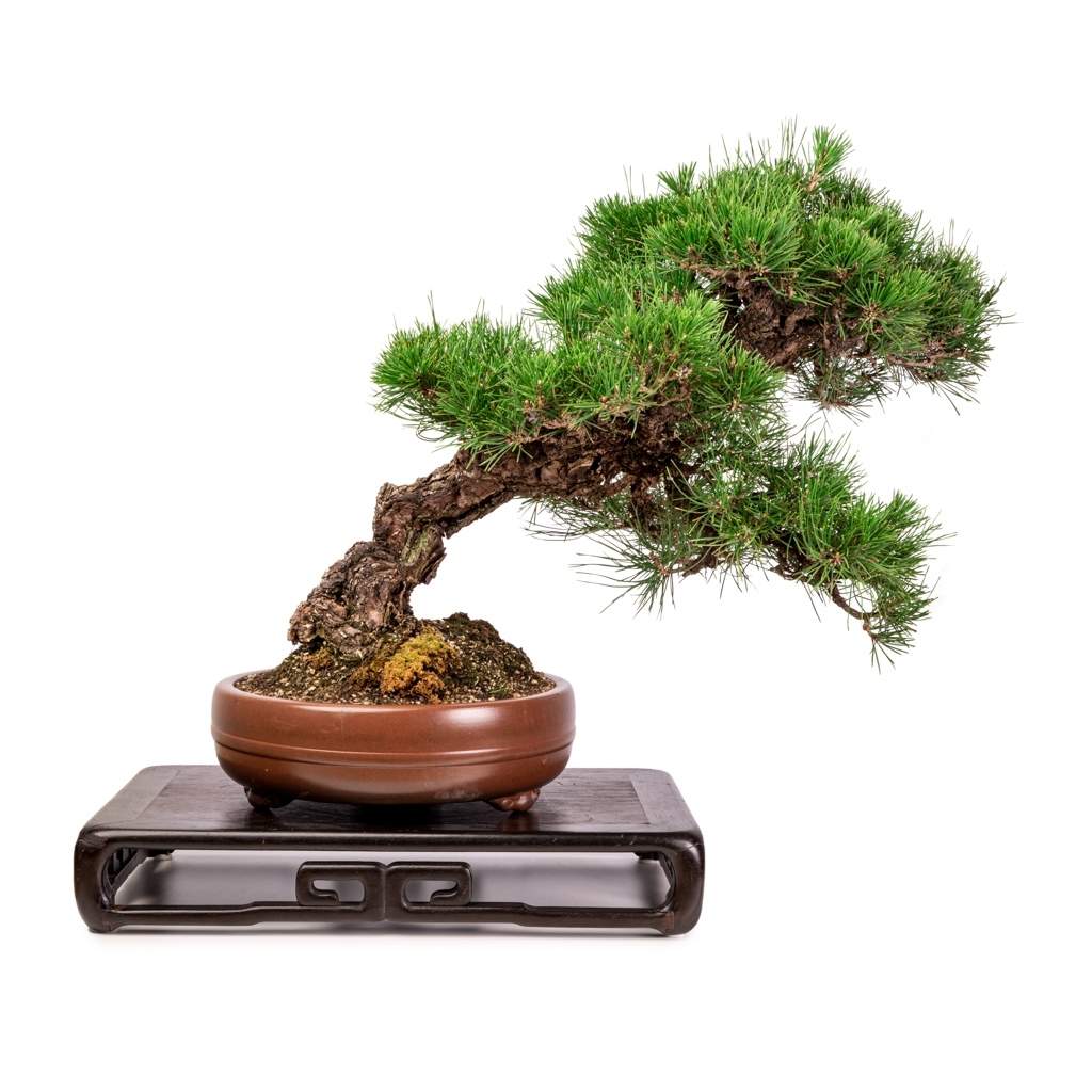 Imported Japanese Black Pine by Japan
