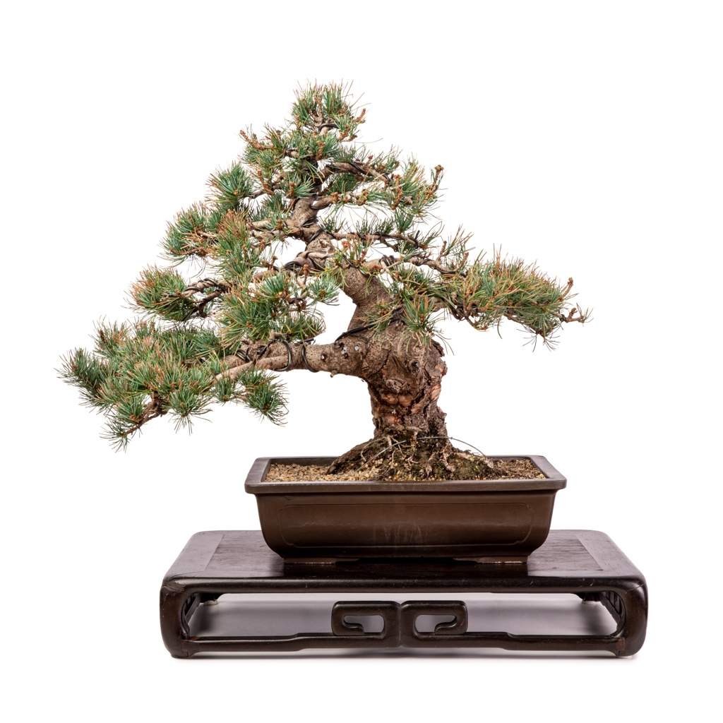 Imported Japanese White Pine -   - Trees
