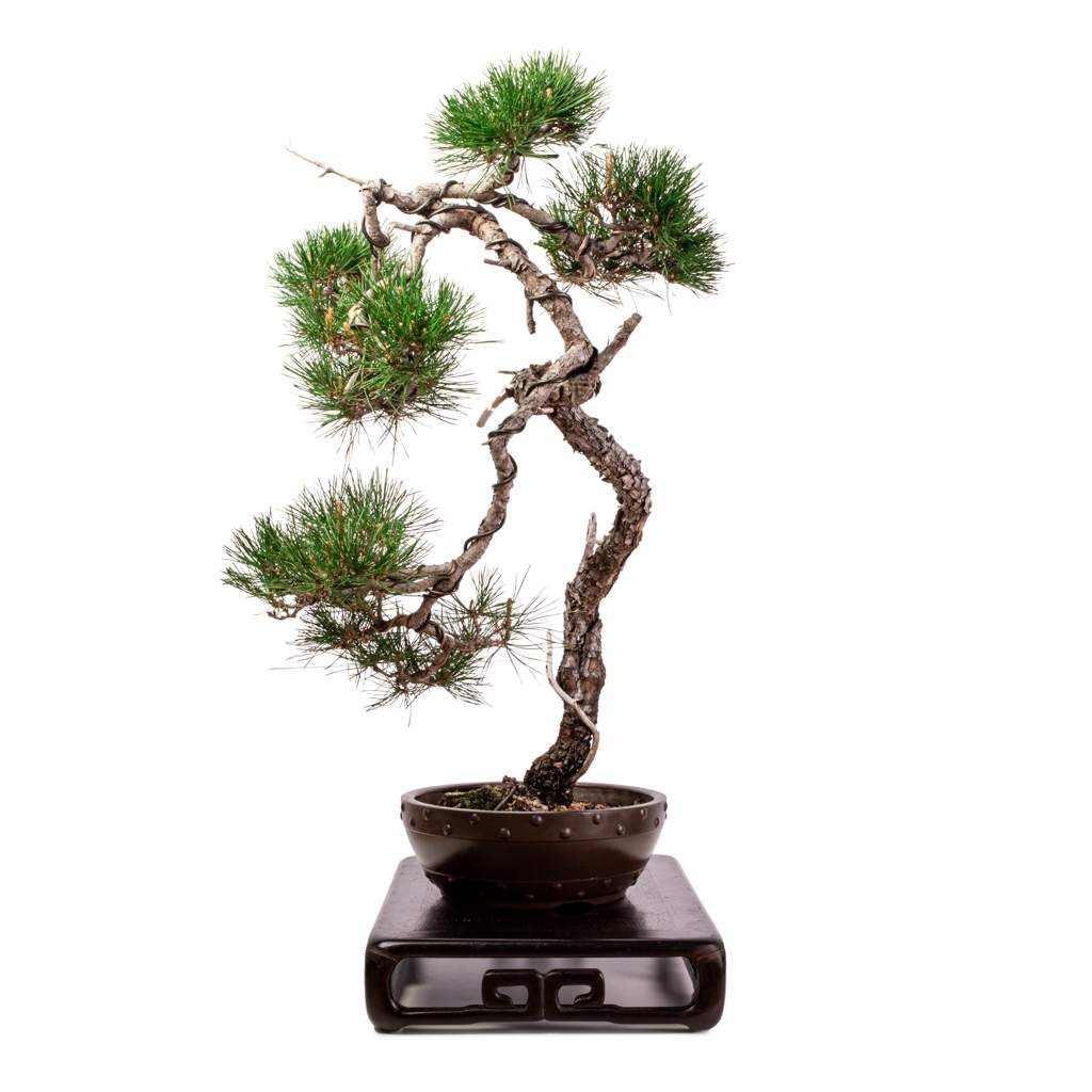 Imported Japanese Red Pine by Bonsai Tree