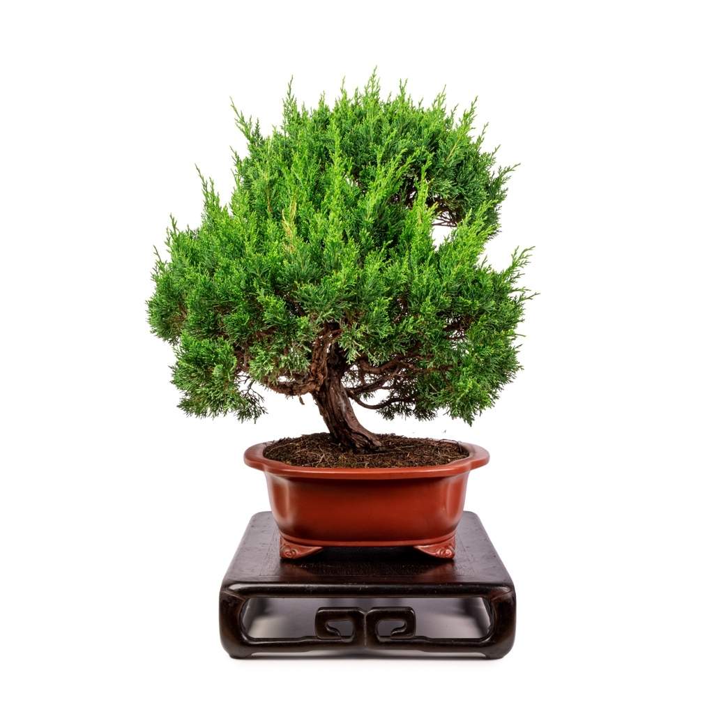 Imported Shimpaku 'Itoigawa' juniper by Japan