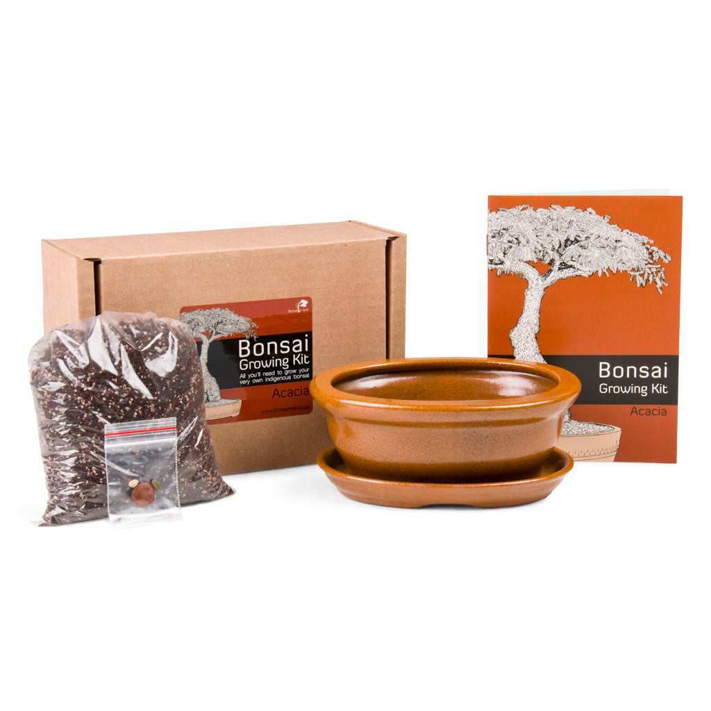 Acacia Bonsai Growing Kit -   - Promotional Items