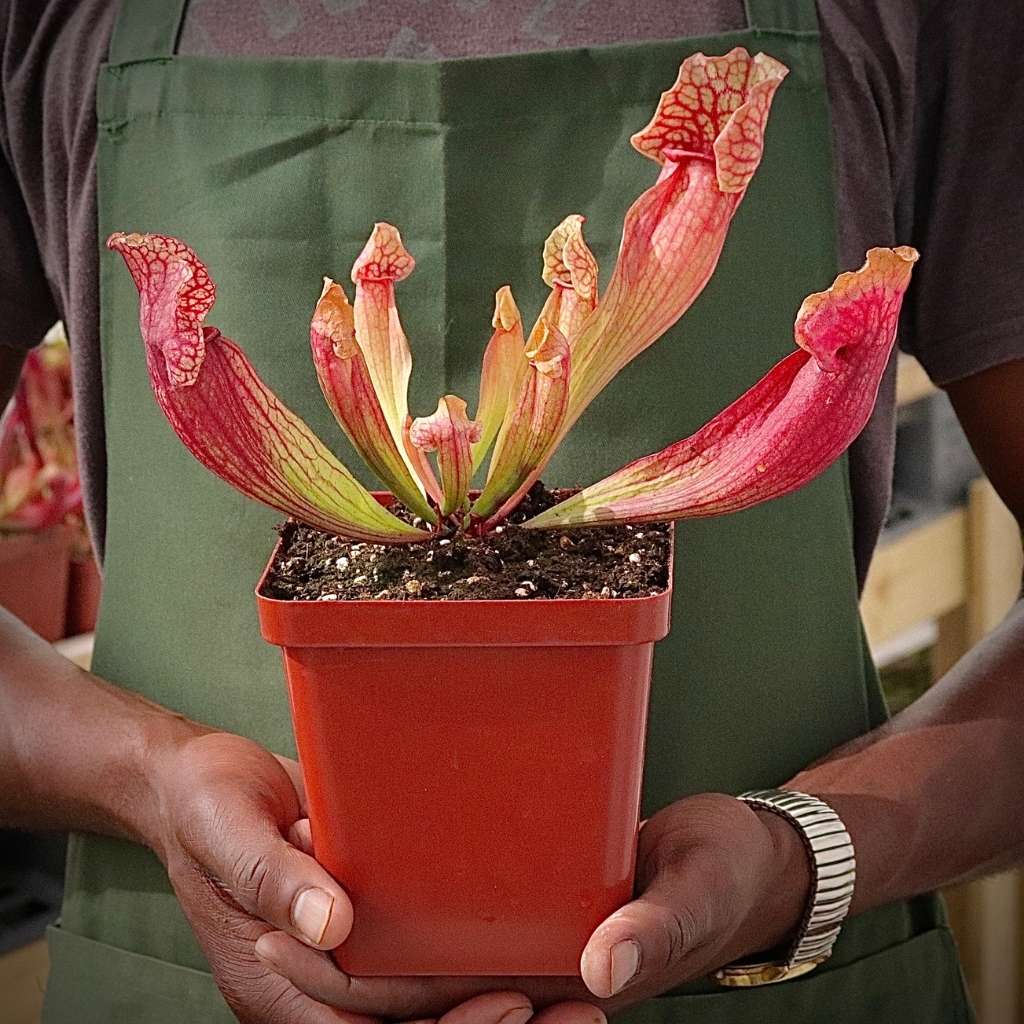 Trumpet Pitcher, Sarracenia “Amahle” -  Medium to Large plant. 12cm plastic container. - Carnivorous Plant