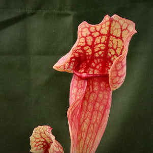 Trumpet Pitcher, Sarracenia “Amahle” -   - Carnivorous Plant