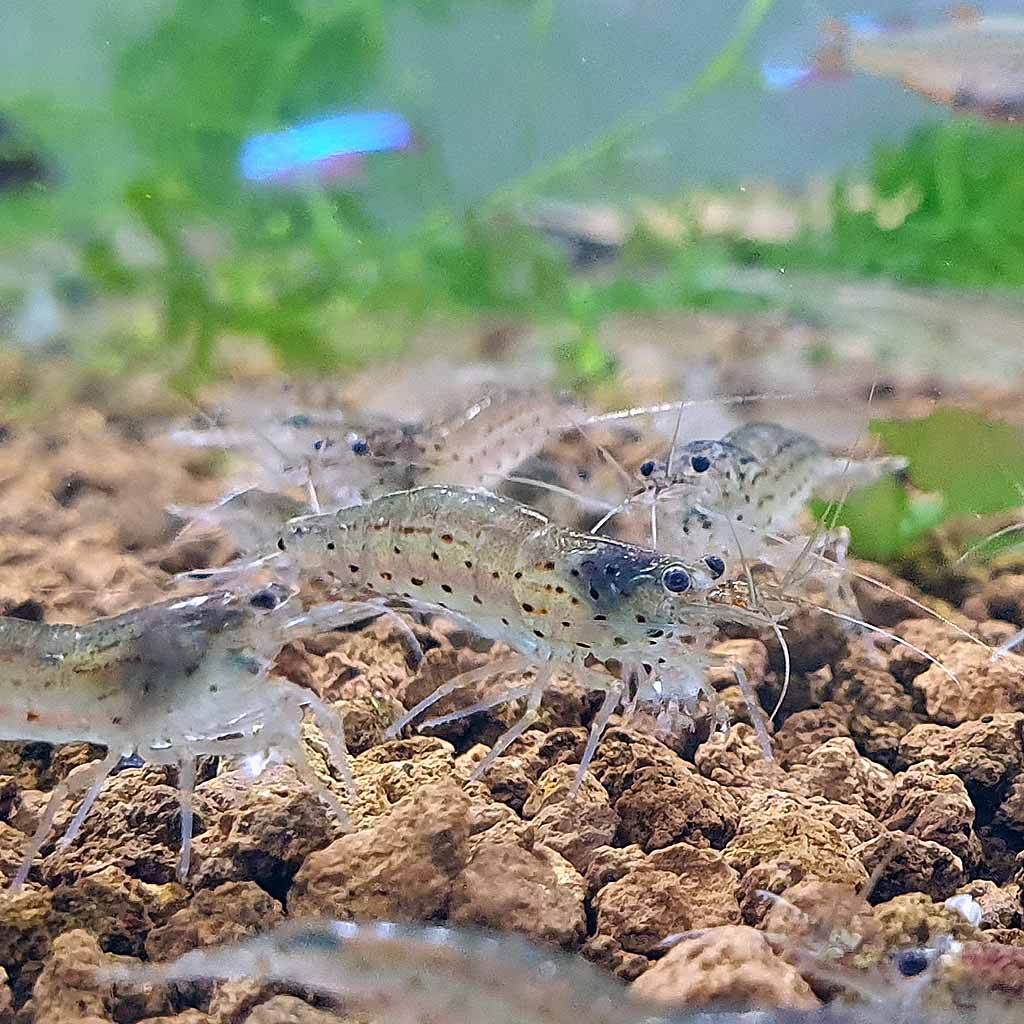 Ibaraki Hard Akadama, Fine, 1-3mm -   - Growing Mediums