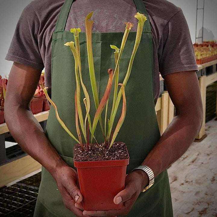 Trumpet Pitcher, Sarracenia 'Nandipha' by Sarracenia
