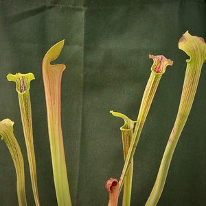 Trumpet Pitcher, Sarracenia 'Nandipha' -   - Carnivorous Plant