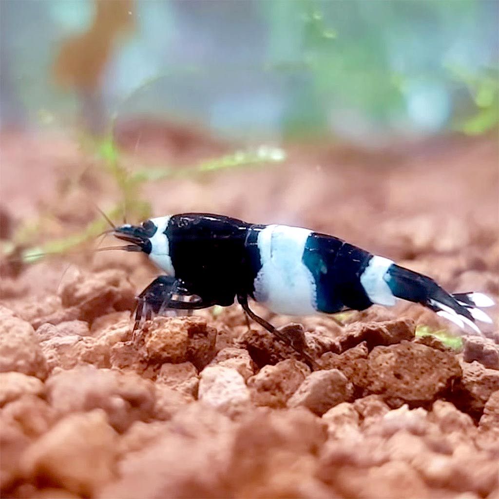 Ibaraki Hard Akadama, Fine, 1-3mm -   - Growing Mediums