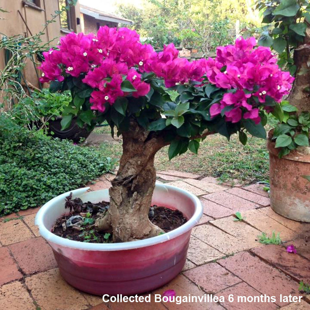 BonsaiBoost, Organic Bonsai Fertilizer (SMALL BAG), retail pack - - Fertilizers