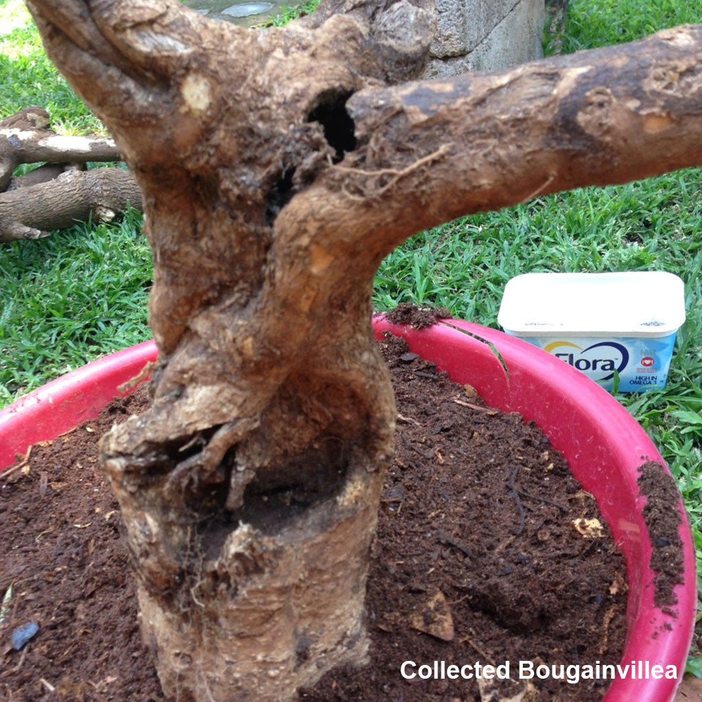 BonsaiBoost, Organic Bonsai Fertilizer (SMALL BAG), retail pack - - Fertilizers