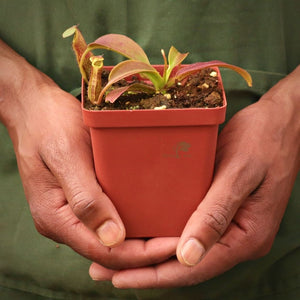 Tropical Pitcher, Nepenthes 'Cecco' -  5-9cm leaf span in 9cm plastic container - Carnivorous Plant