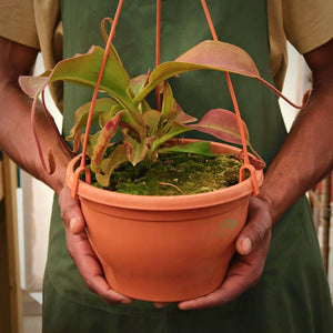 Tropical Pitcher, Nepenthes 'Cecco' -  Older plant in 21cm hanging basket - Carnivorous Plant