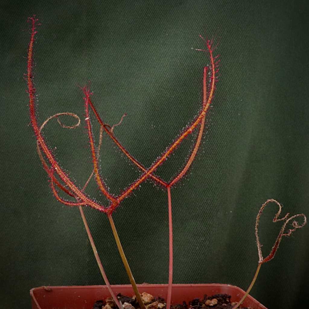 Sundew, Drosera binata by Pan's Carnivours Drosera