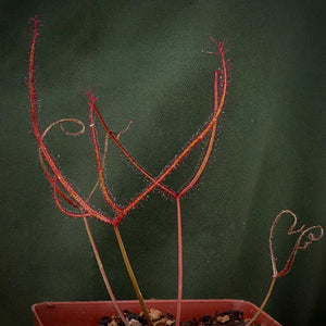 Sundew, Drosera binata -   - Carnivorous Plant