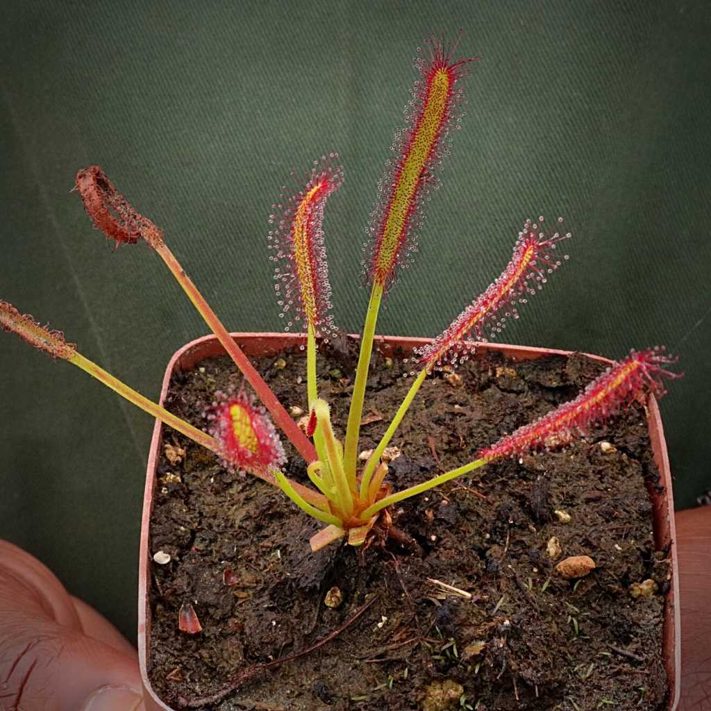 Sundew, Drosera capensis by Pan's Carnivours Drosera