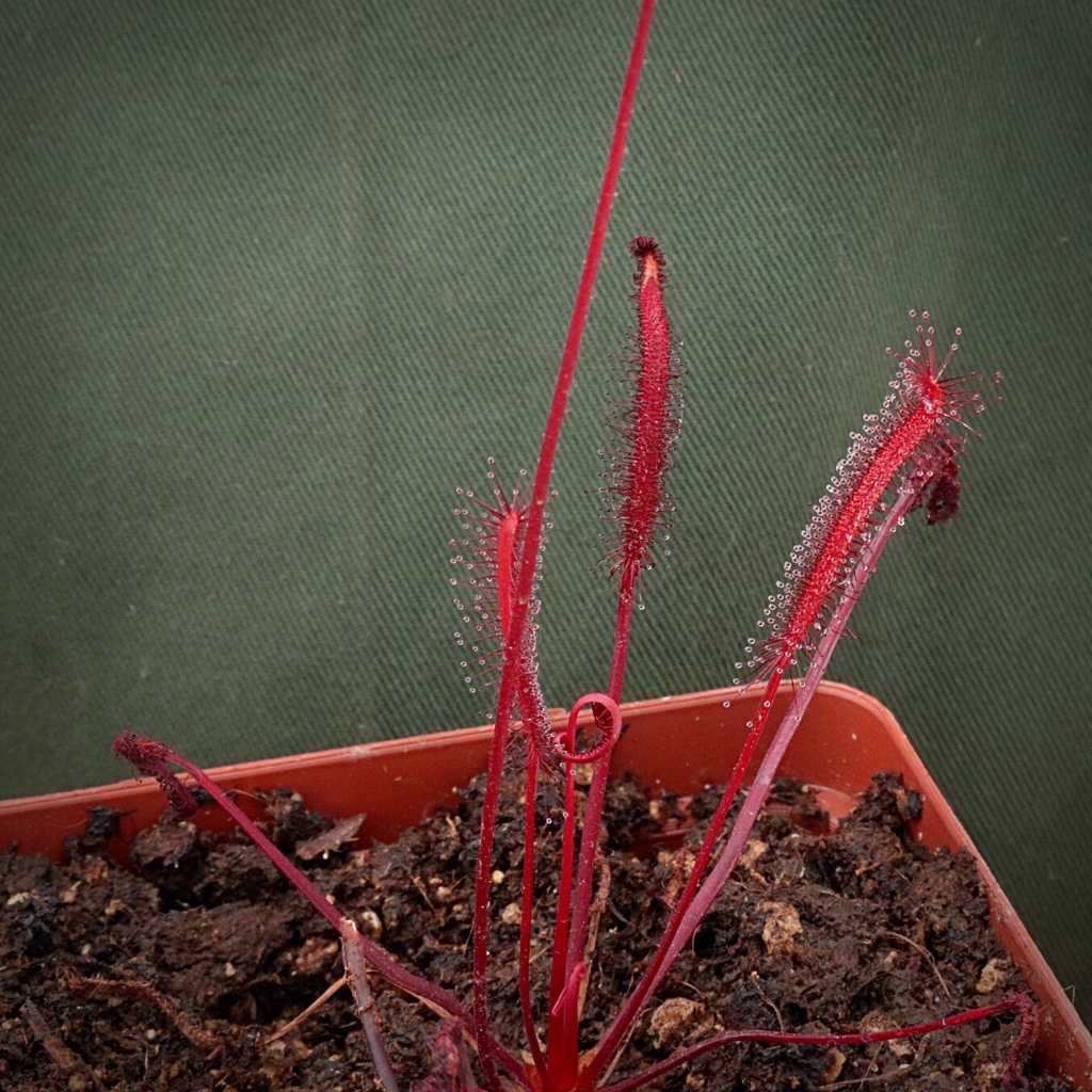Sundew, Drosera capensis by Pan's Carnivours Drosera