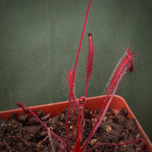 Sundew, Drosera capensis -  All Red. Small to Medium plant. 7.5cm plastic container. - Carnivorous Plant