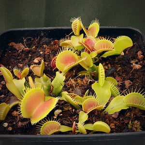 Venus Fly Trap, 'Poker Face' -   - Carnivorous Plant