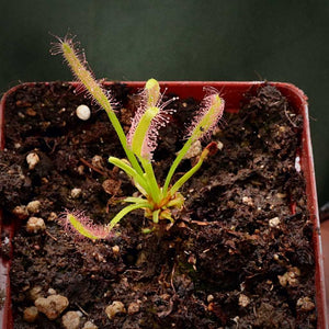 Sundew, Drosera capensis -  All Green. Small to Medium plant. 7.5cm plastic container. - Carnivorous Plant