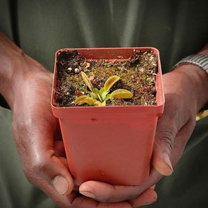 Venus Fly Trap, 'Alien' -  2 year old plant. 7.5cm plastic container. - Carnivorous Plant
