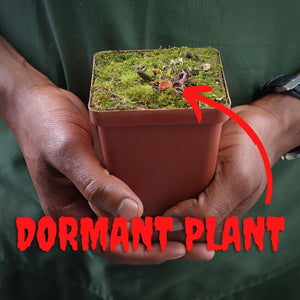 Venus Fly Trap, 'Kermit' -  Dormant plant. 7.5cm plastic container. - Carnivorous Plant