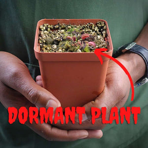 Venus Fly Trap, 'Samurai' -  Dormant plant. 7.5cm plastic container. - Carnivorous Plant